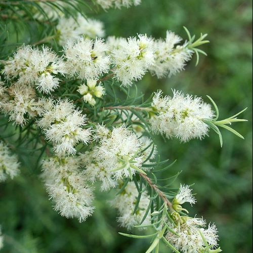 TEAFA illóolaj - Melaleuca alternifolia - Image 2