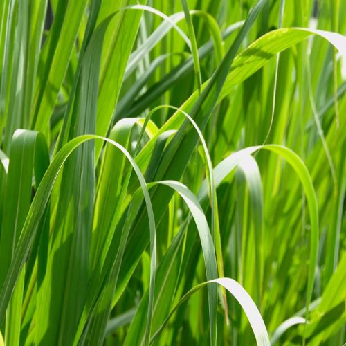 Pálmarózsa illóolaj - Cymbopogon martinii - Image 2